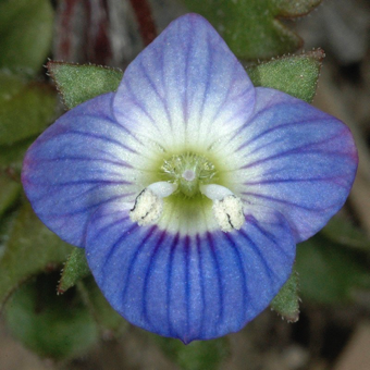 Zygomorphic flower [Veronica persica; Scrophulariaceae]